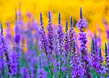 世嘉似乎已经取消《双点博物馆》Xbox实体版发售计划